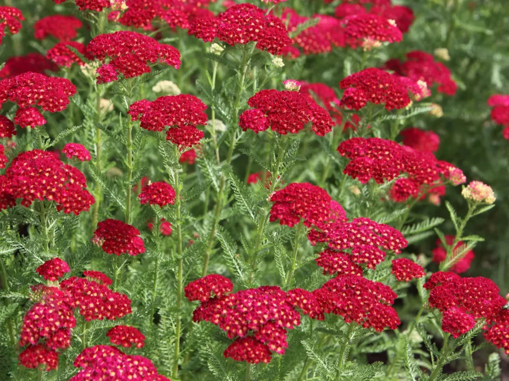 Тысячелистник обыкновенный Флауэрбёст Ред Шейдс - 3 изображение