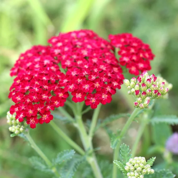 Тысячелистник обыкновенный Флауэрбёст Ред Шейдс - 2 изображение