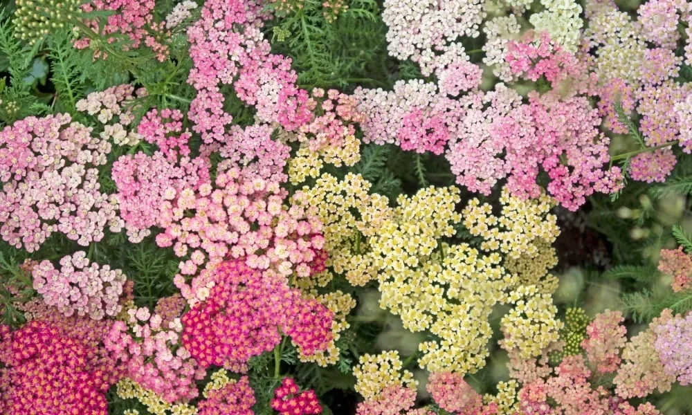 Тысячелистник обыкновенный "Саммер Пастелс"