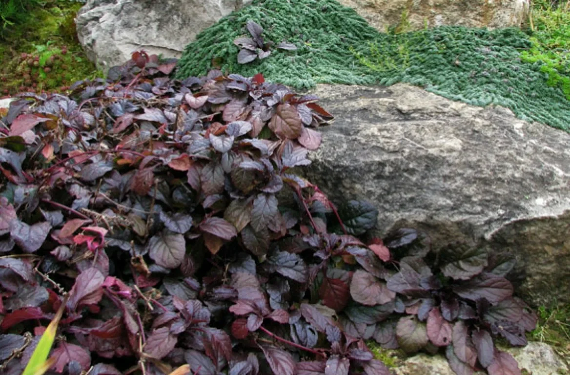 Живучка ползучая АТРОПУРПУРЕА - 2 изображение