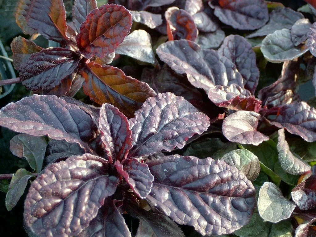 Живучка ползучая АТРОПУРПУРЕА