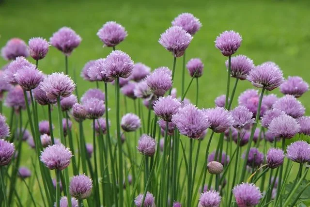 Лук-Шнитт - 3 изображение