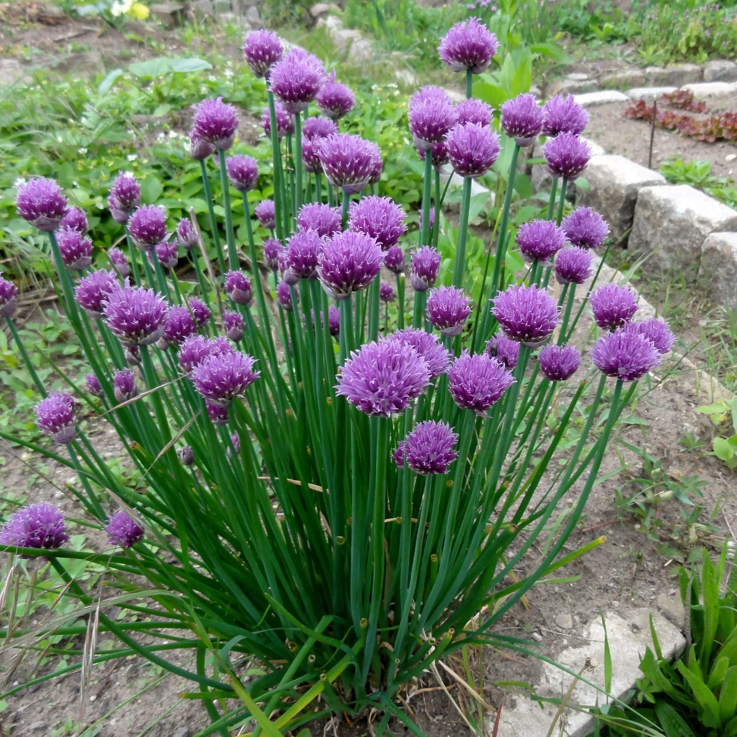 Лук-Шнитт - 2 изображение