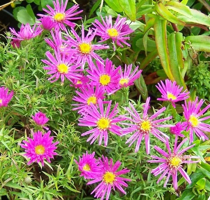 Астра кустарниковая 'Элис Хэслем' - 2 изображение