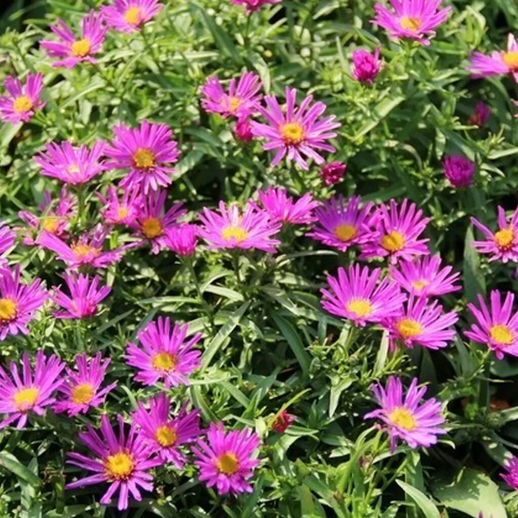 Астра кустарниковая 'Элис Хэслем' - 3 изображение