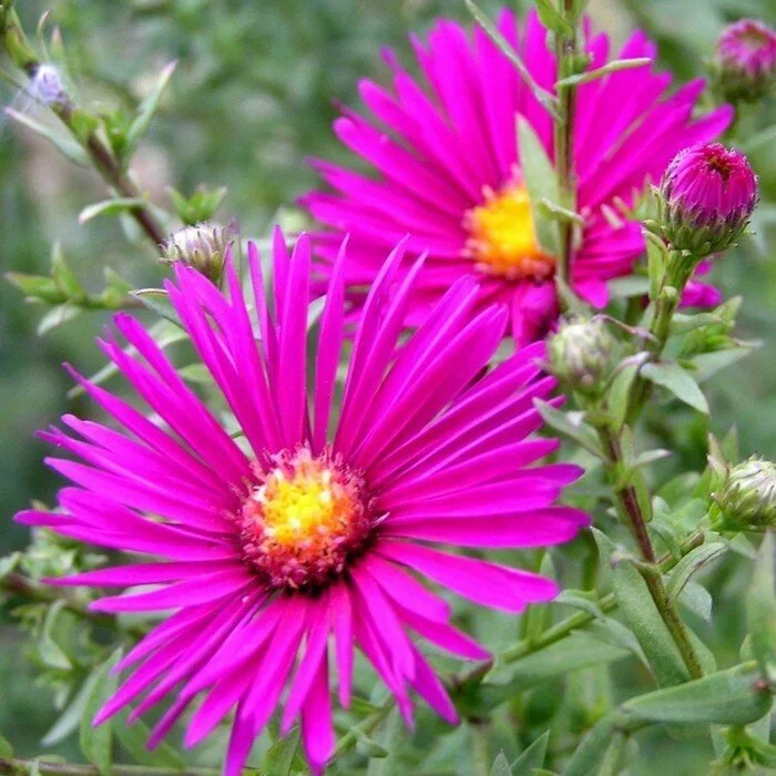 Астра кустарниковая 'Элис Хэслем'