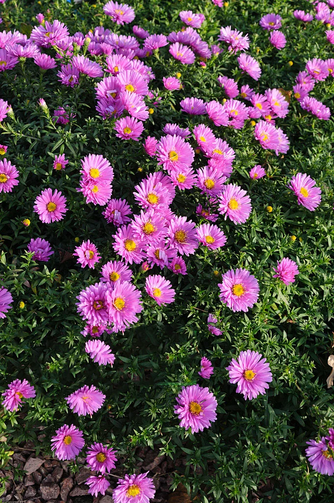 Астра кустарниковая "Розенвихтель" - 2 изображение