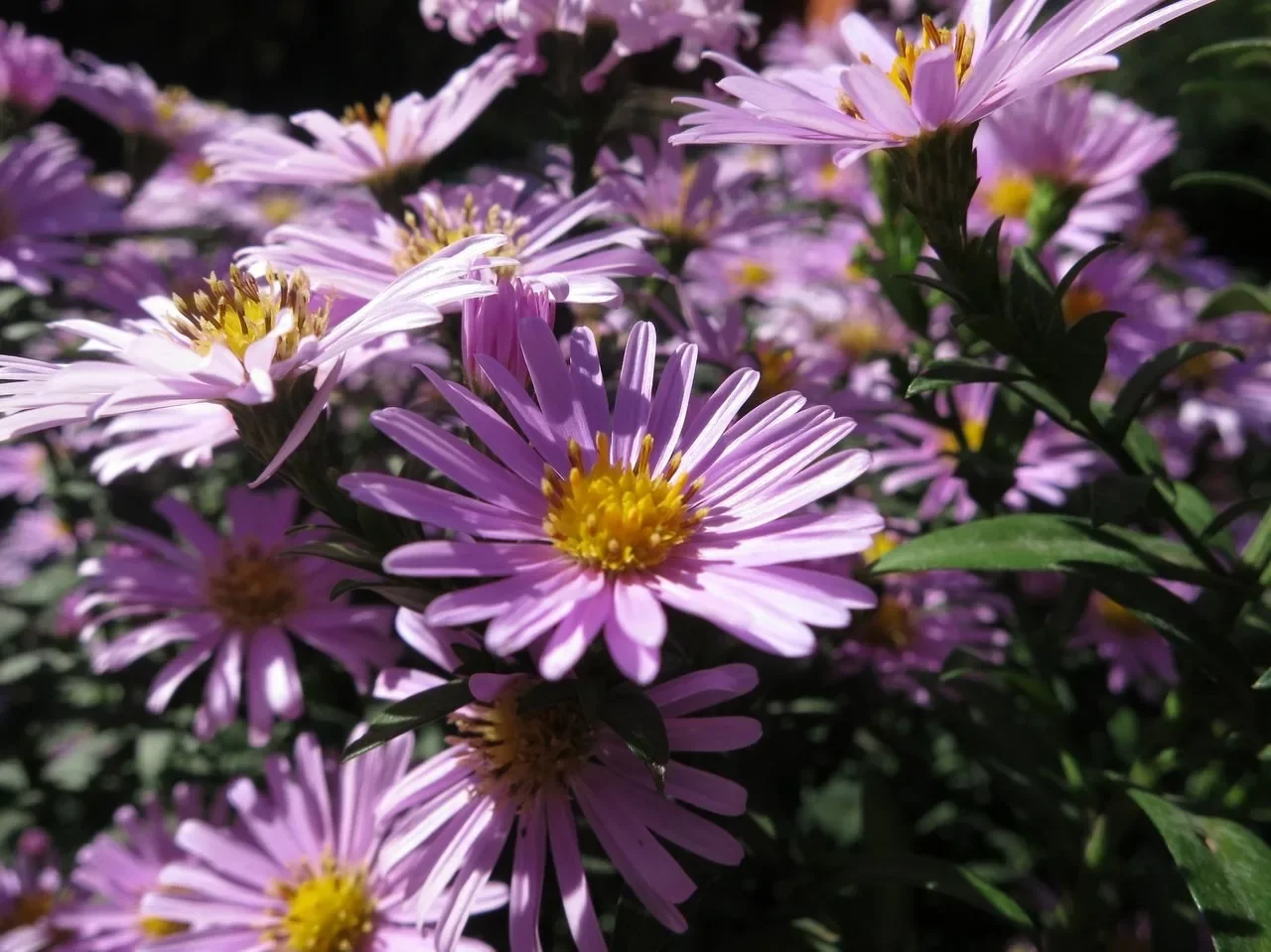 Астра кустарниковая "Розенвихтель"