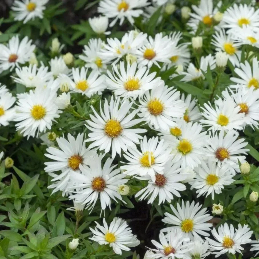 Астра кустарниковая "Сноуспрайт" - 3 изображение