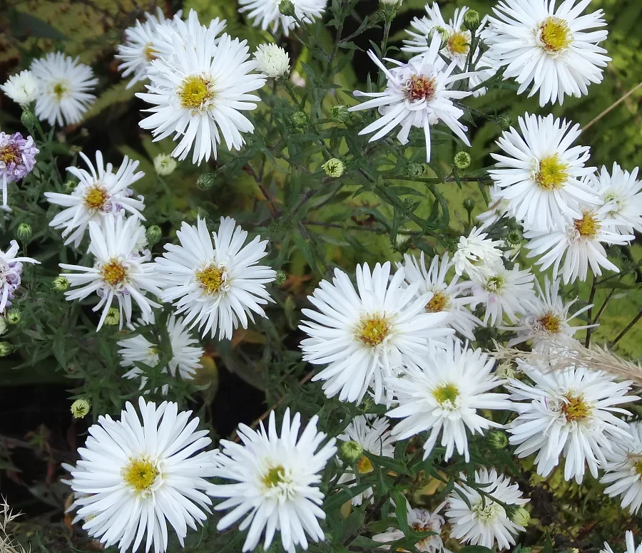 Астра кустарниковая "Сноуспрайт" - 2 изображение