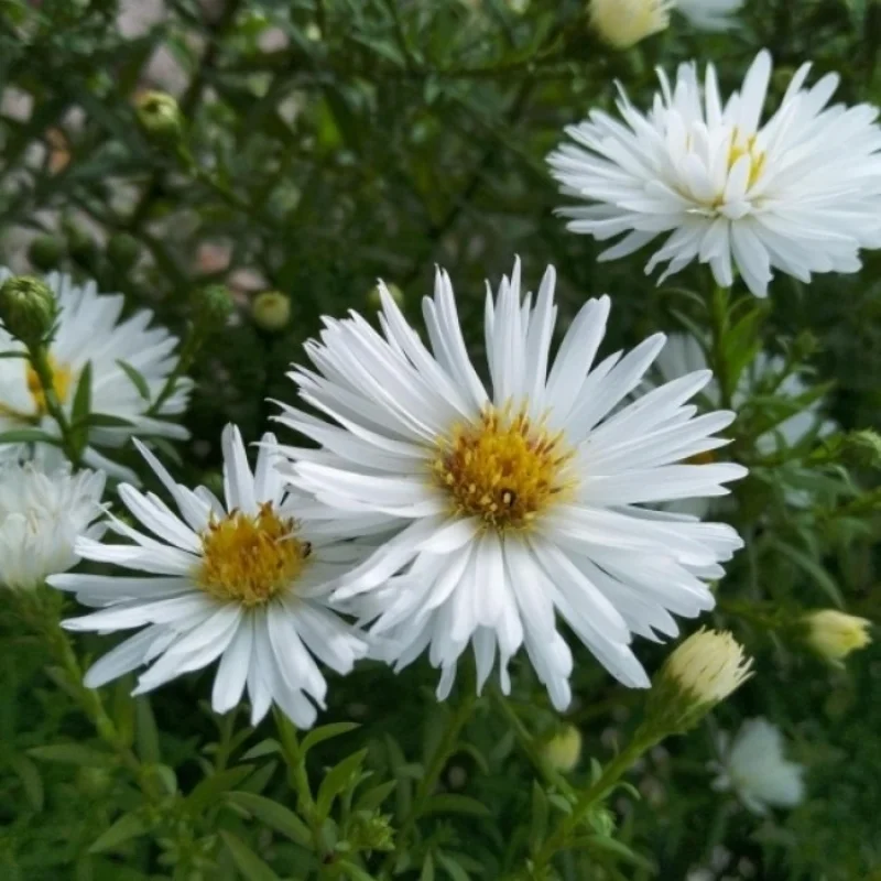 Астра кустарниковая "Сноуспрайт"