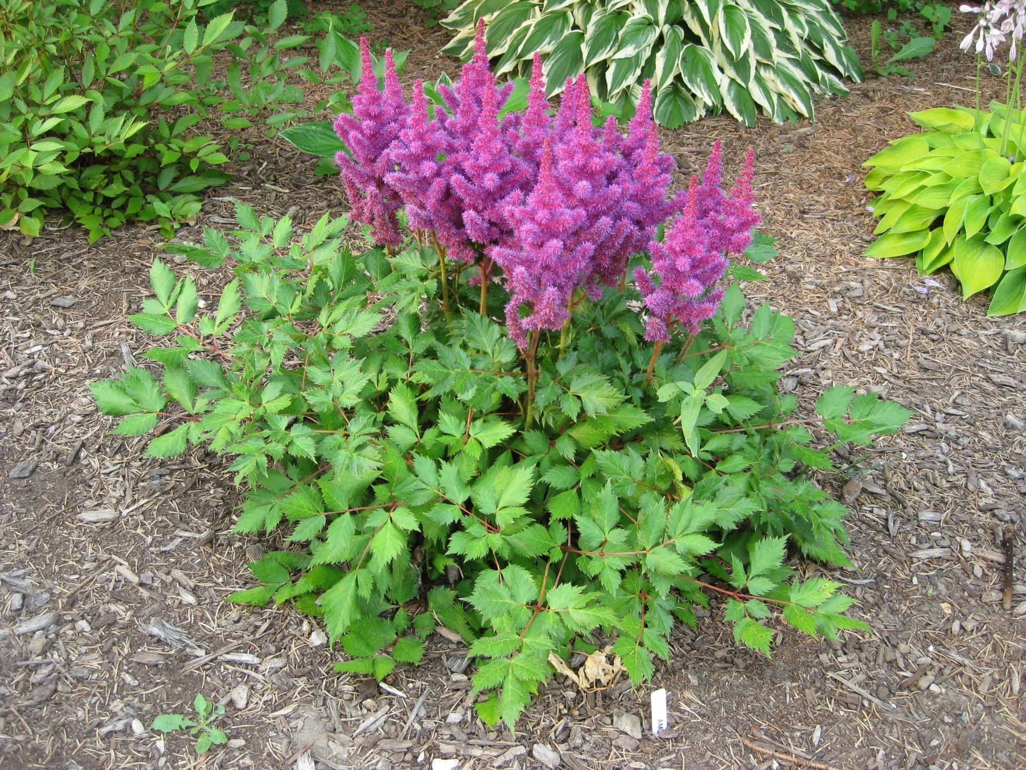 Астильба Арендса "Аметист" - 3 изображение