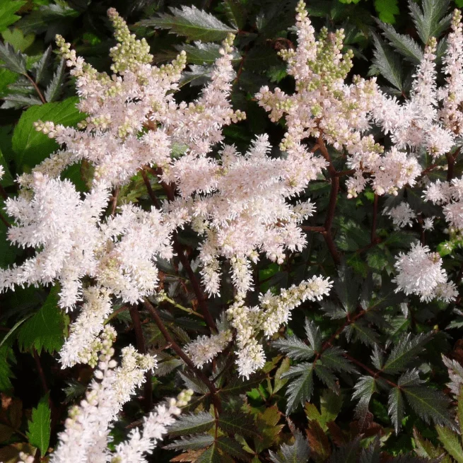 Астильба Арендса "Бумальди"