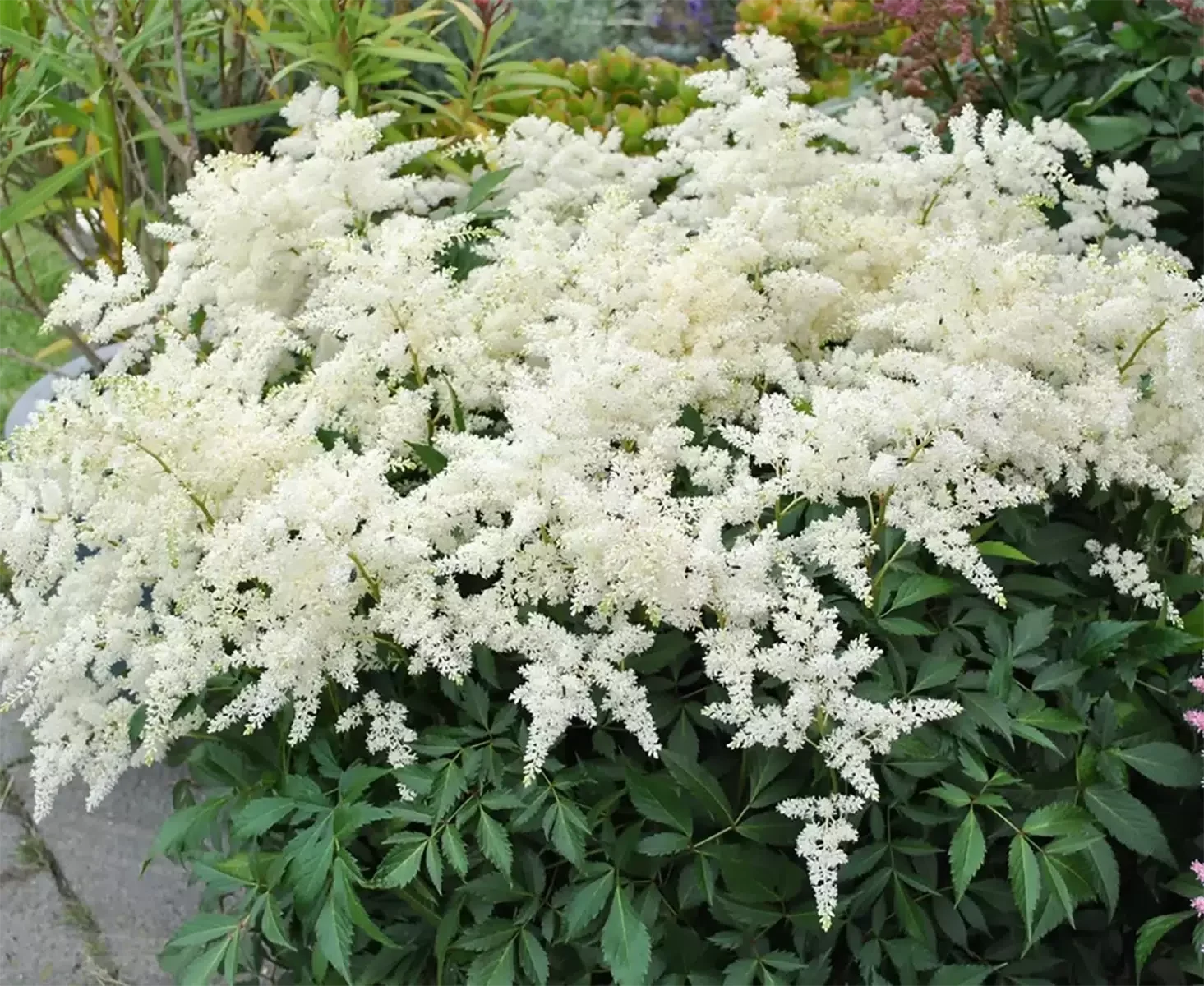 Астильба Арендса "Диамант" - 2 изображение