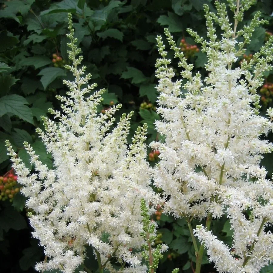 Астильба Арендса "Диамант"