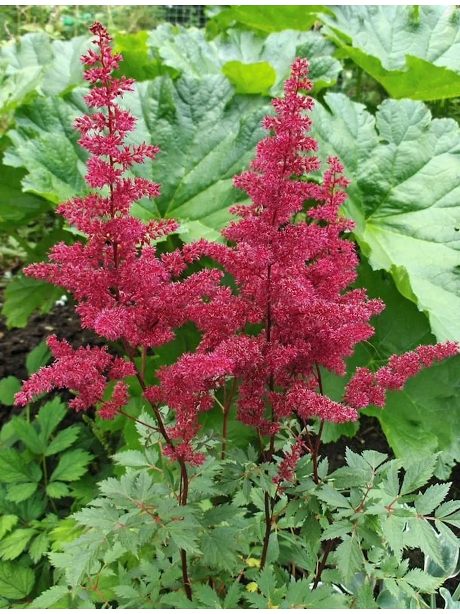 Астильба Арендса "Хэви Метал" - 3 изображение