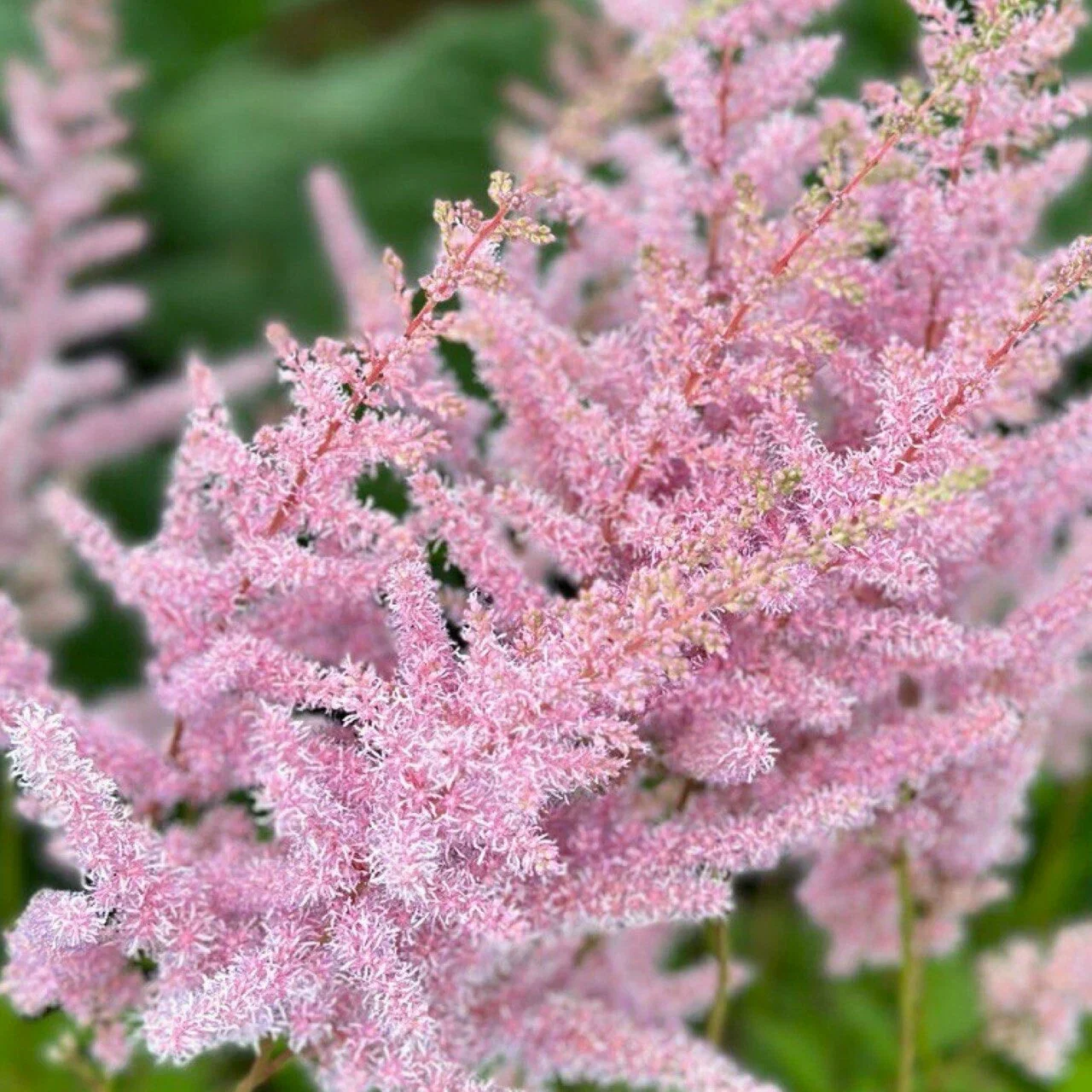 Астильба Арендса "Панк Рок" - 3 изображение