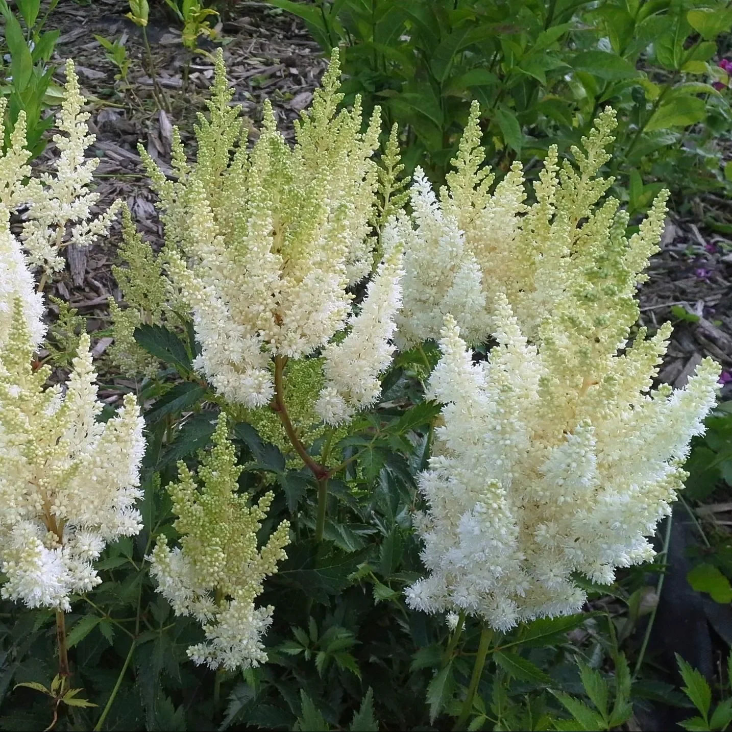 Астильба Арендса "Вайс Глория" - 2 изображение