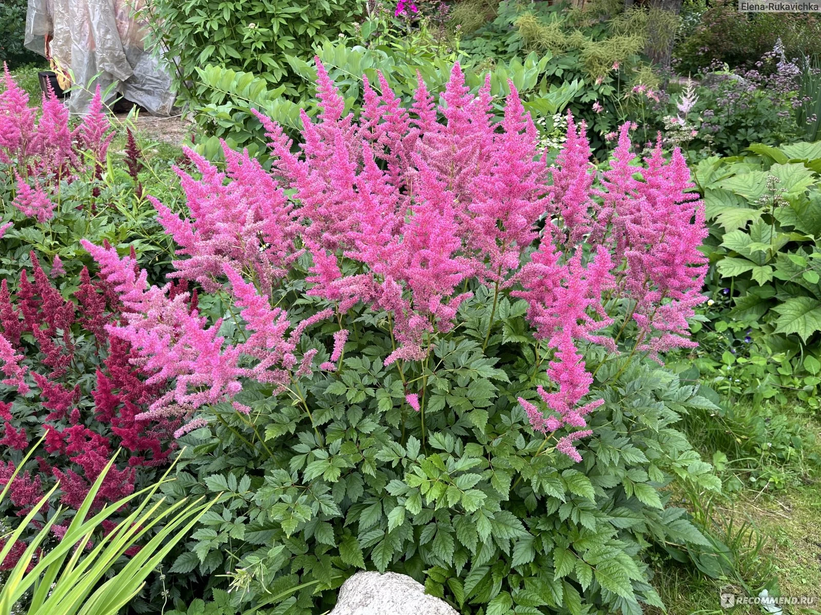 Астильба японская "Бремен"