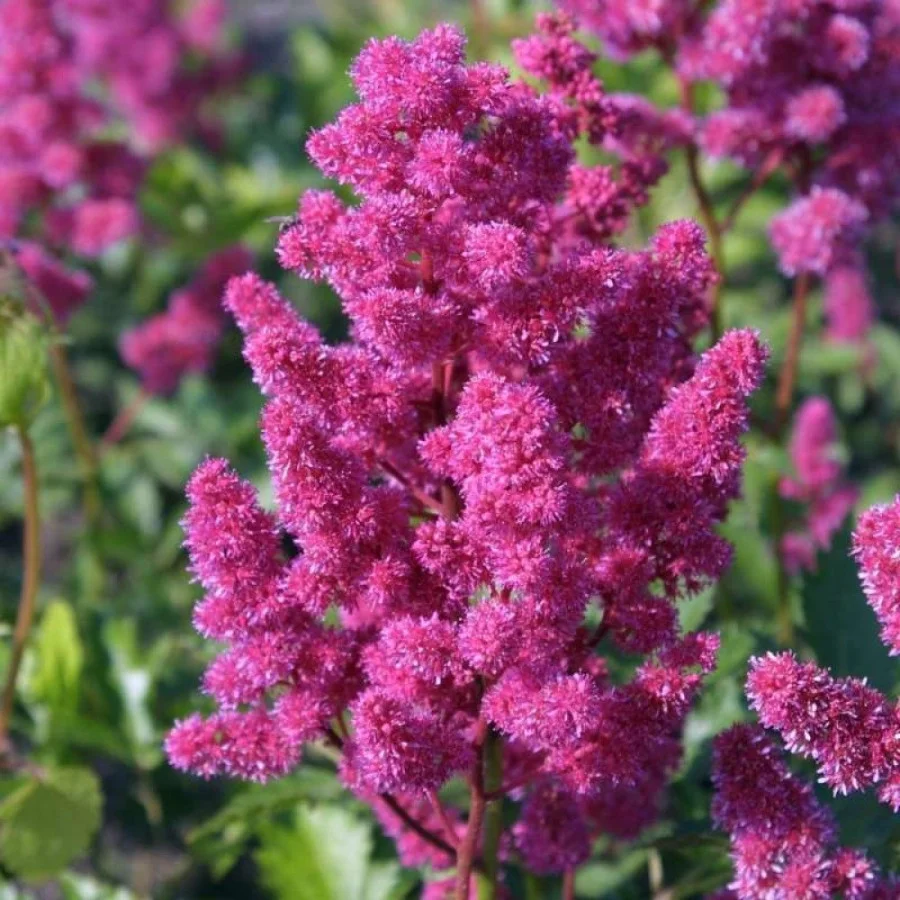 Астильба японская "Кёльн"