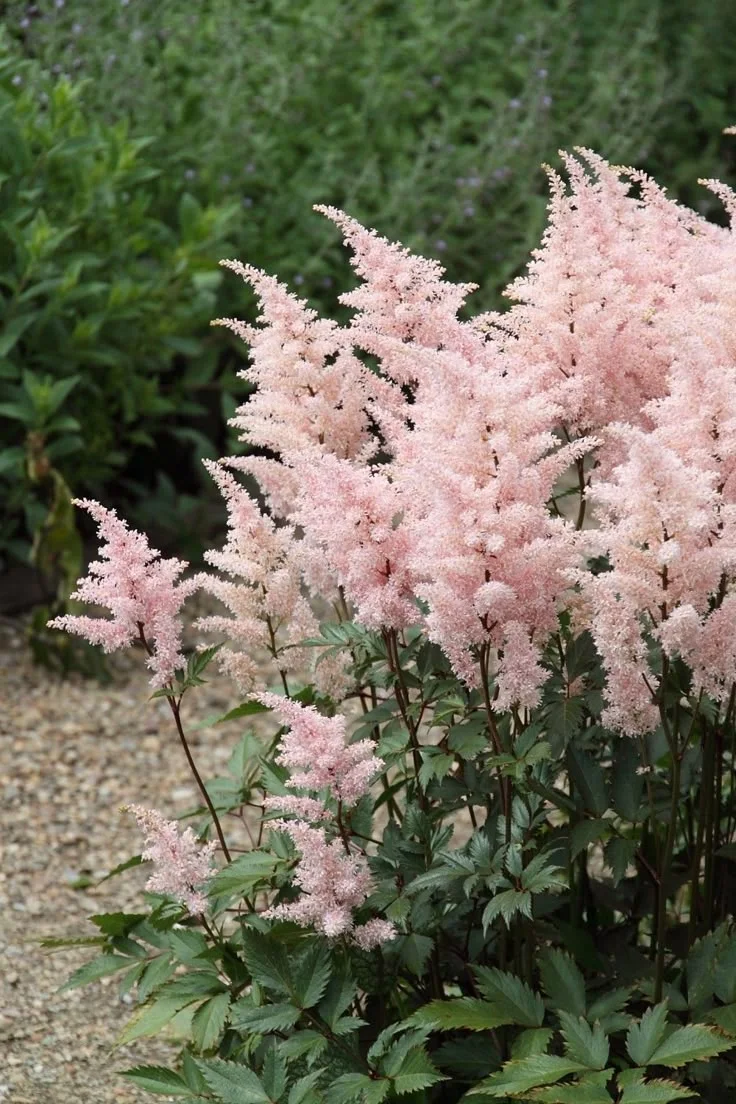 Астильба японская "Пич Блоссум"