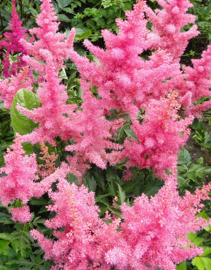 Астильба Арендса Анита Пфайфер - 3 изображение