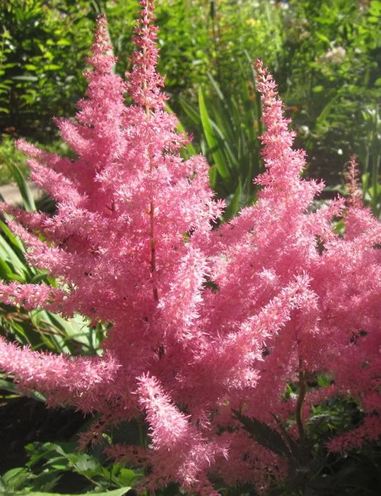 Астильба Арендса Анита Пфайфер - 2 изображение