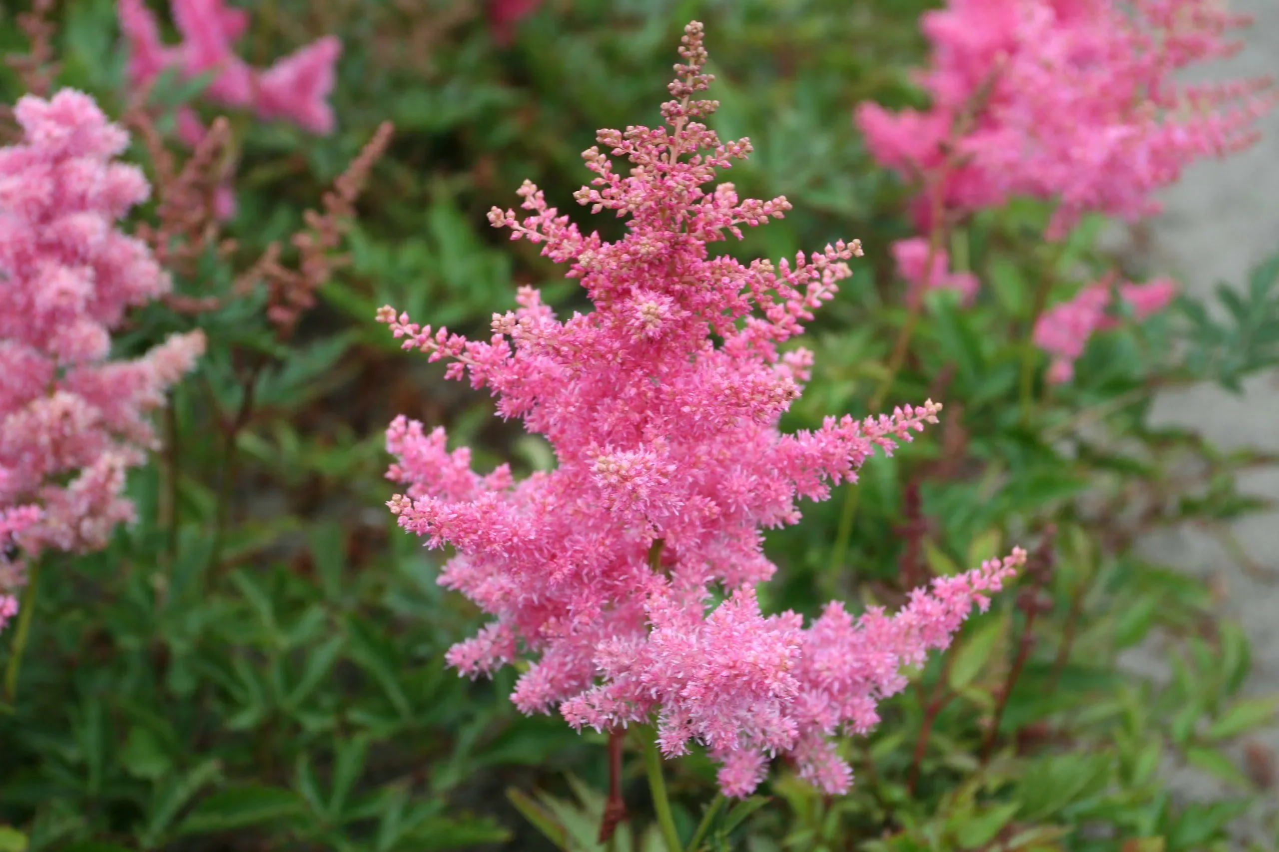 Астильба Арендса Анита Пфайфер