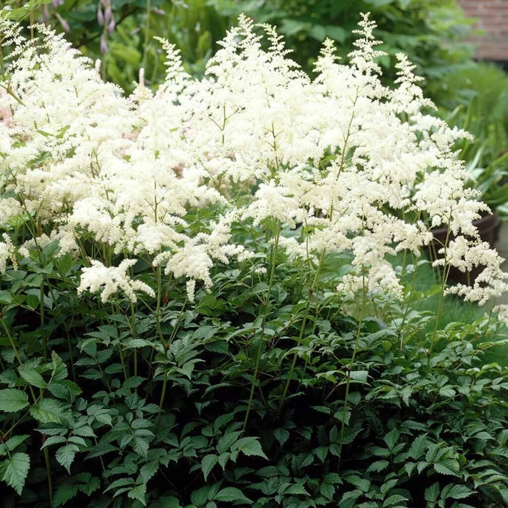 Астильба Арендса Браутшлеер