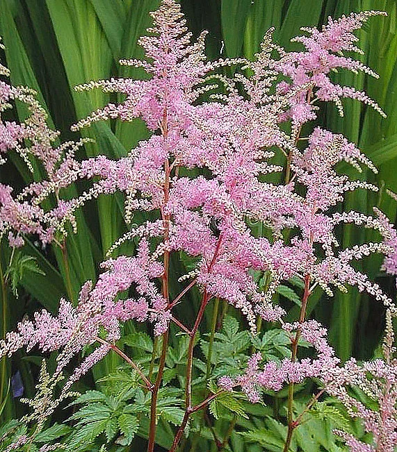 Астильба Арендса "Брессингем Бьюти" - 2 изображение