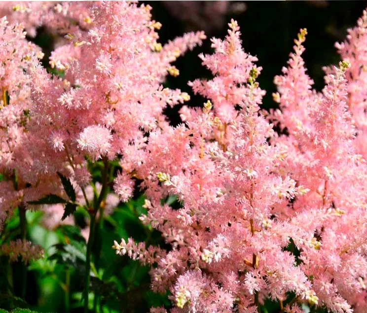 Астильба Арендса "Брессингем Бьюти"