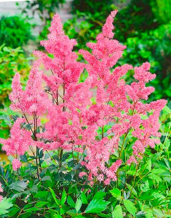 Астильба Арендса "Каттлея" - 2 изображение