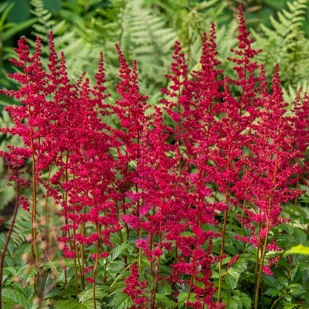 Астильба Арендса 'Элс Шлук' - 2 изображение