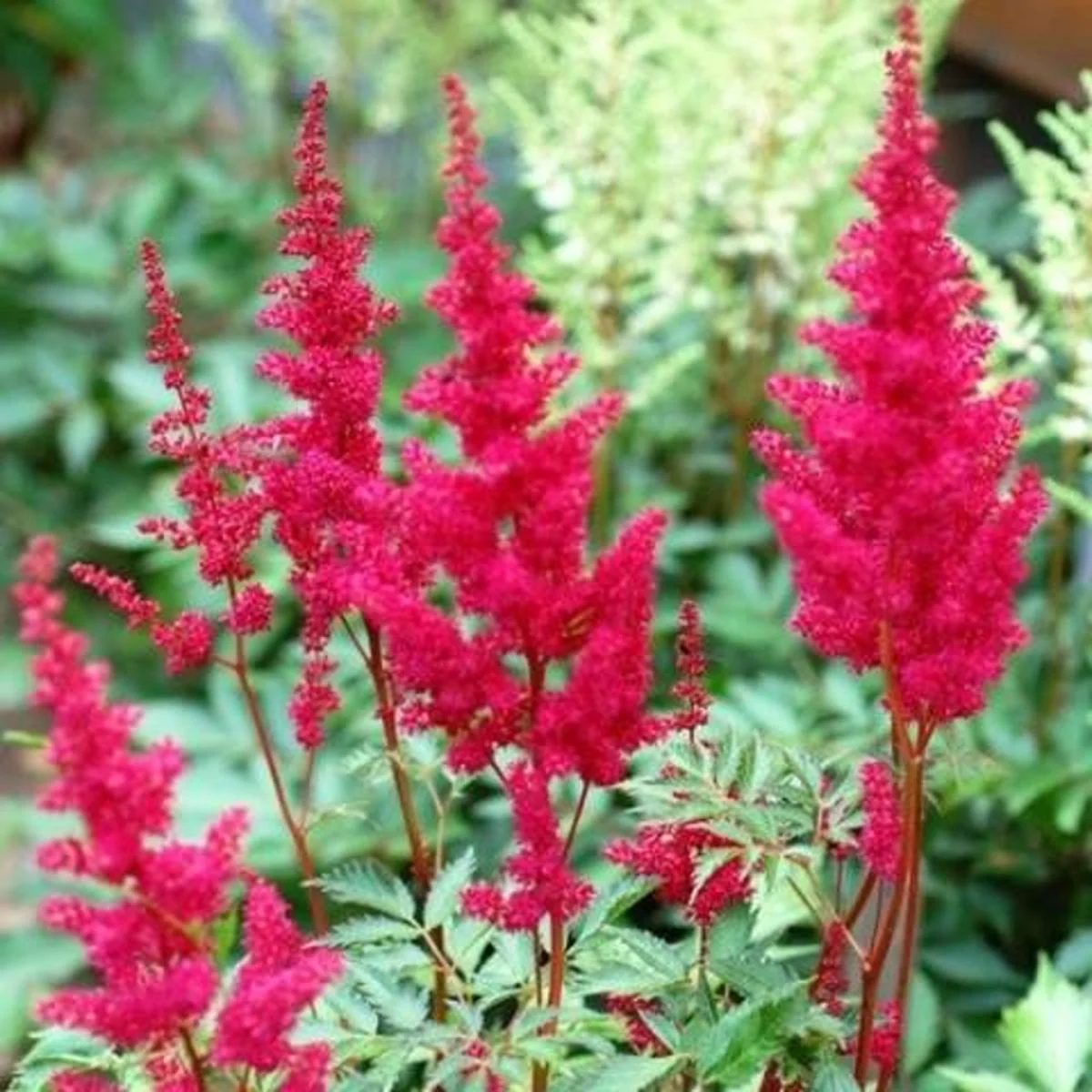 Астильба Арендса "Фанал" - 2 изображение