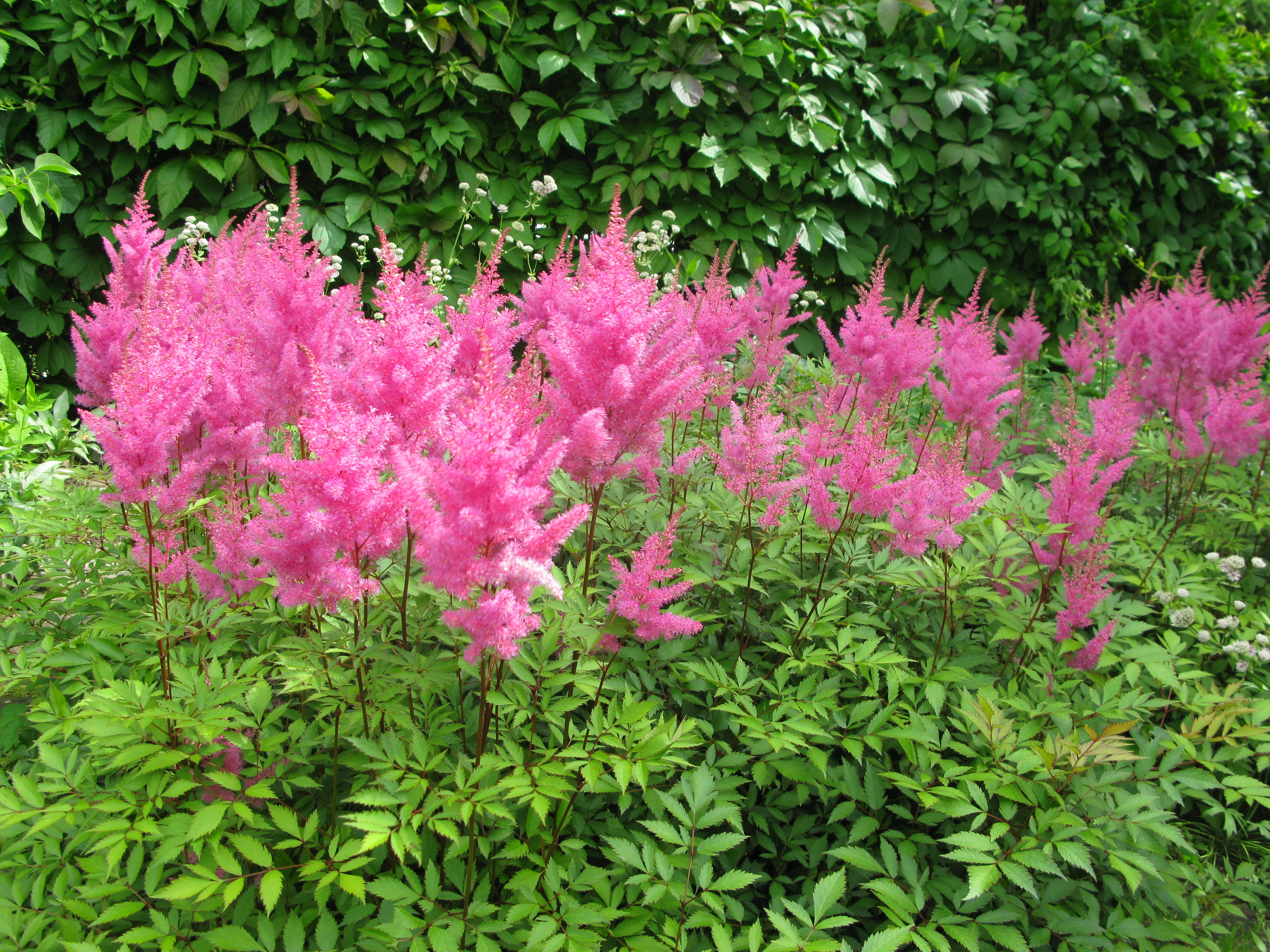 Астильба Арендса Глория Пурпурея - 3 изображение