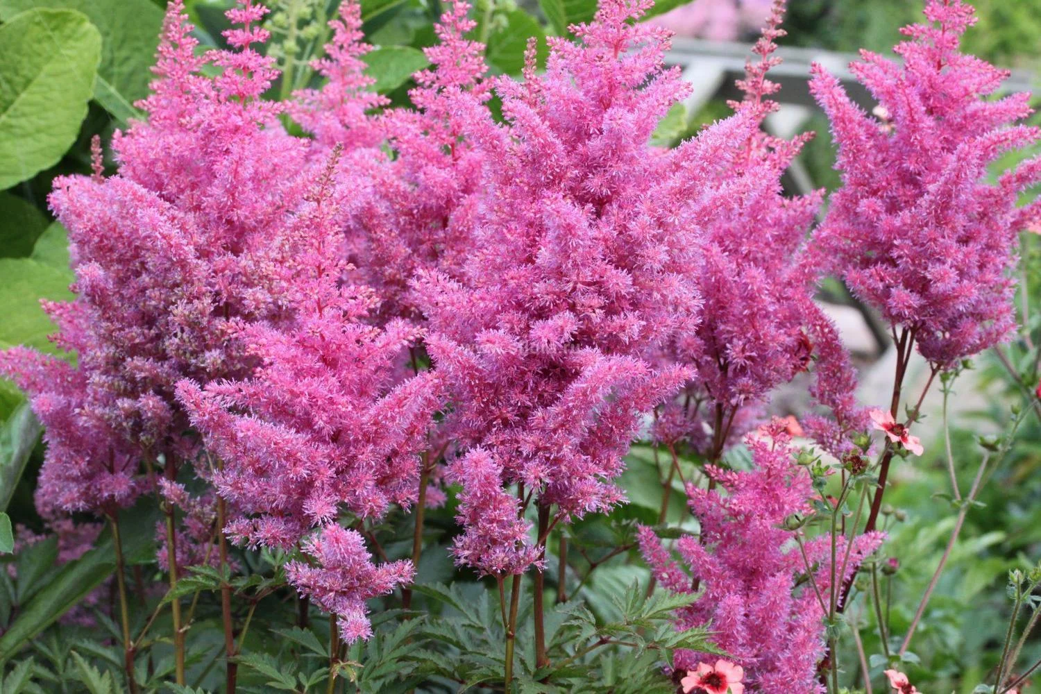 Астильба Арендса Глория Пурпурея - 2 изображение