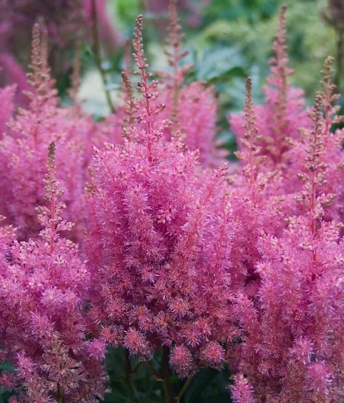 Астильба Арендса Глория Пурпурея