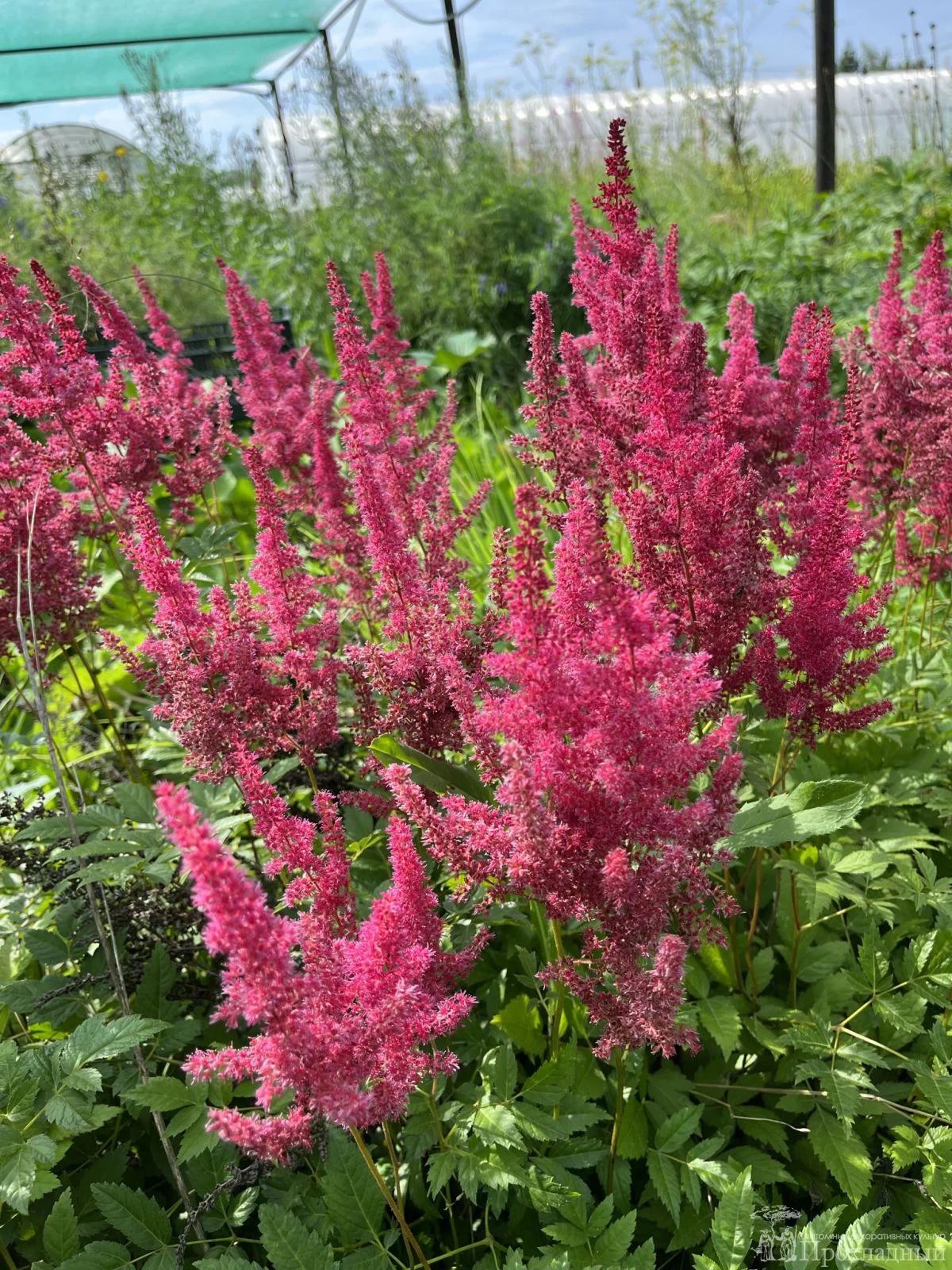 Астильба Арендса Пауль Гарден - 3 изображение