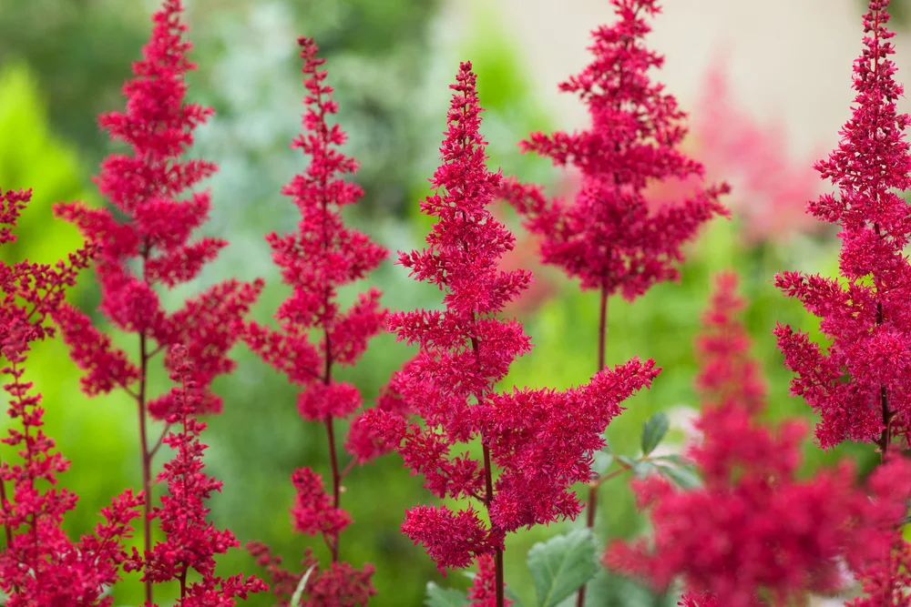 Астильба Арендса Пауль Гарден - 2 изображение