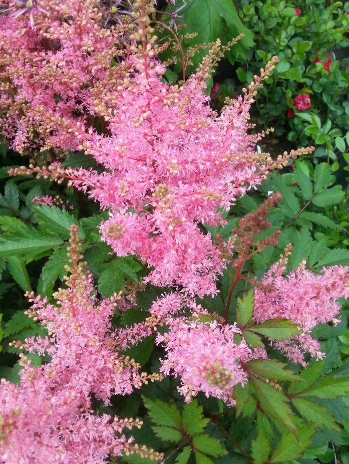 Астильба китайская "Финал" - 3 изображение