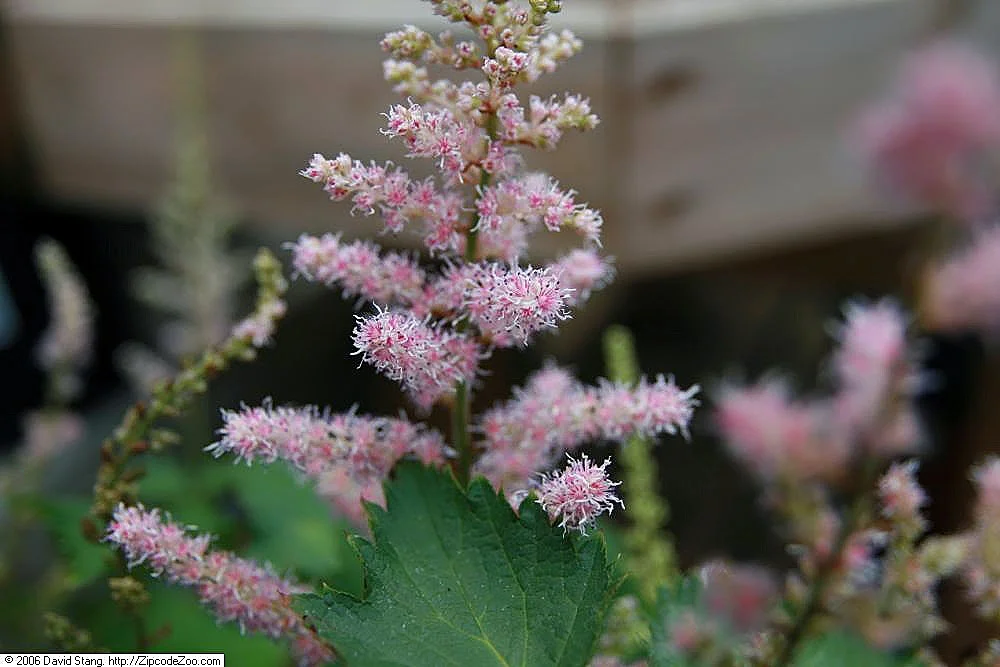 Астильба китайская "Финал" - 2 изображение