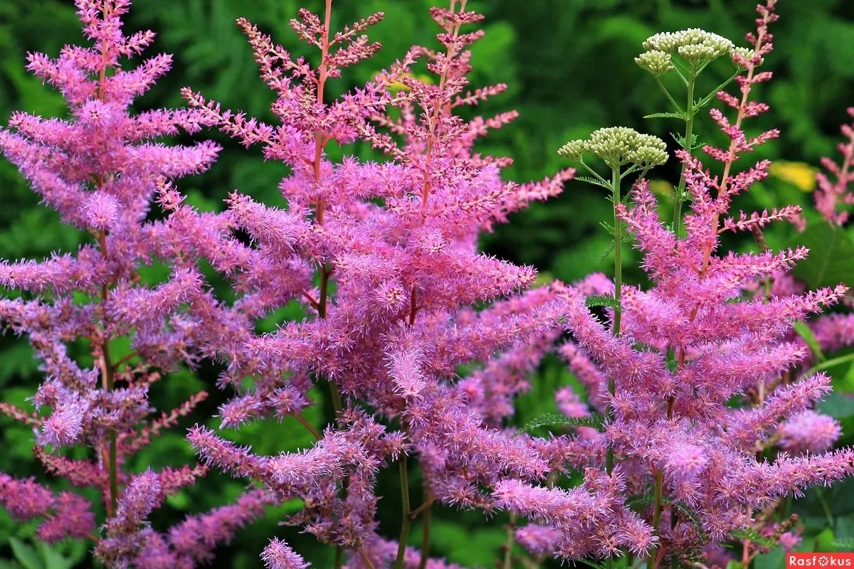 Астильба китайская "Финал"