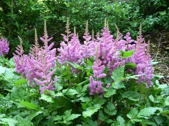 Астильба китайская "Пумила" - 3 изображение