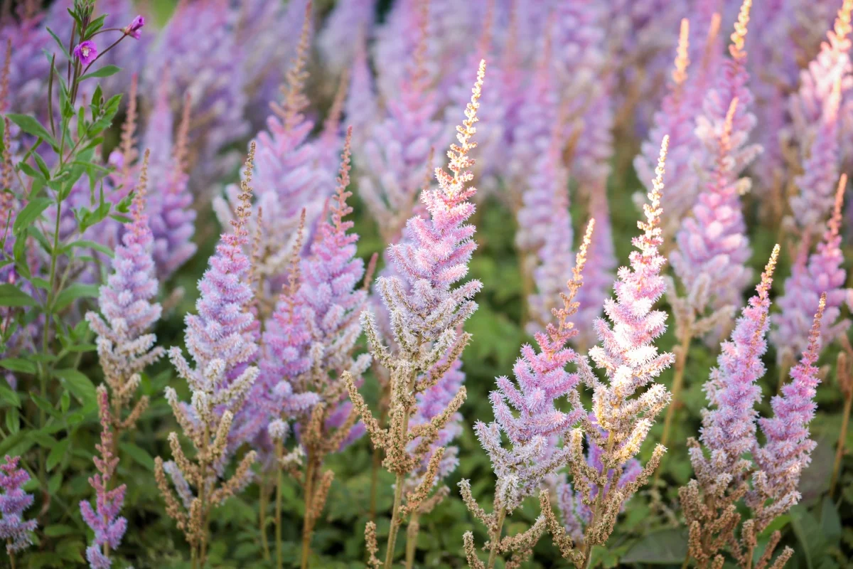 Астильба китайская "Пумила" - 2 изображение