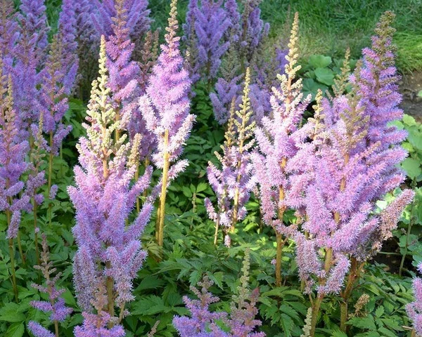 Астильба китайская "Пумила"