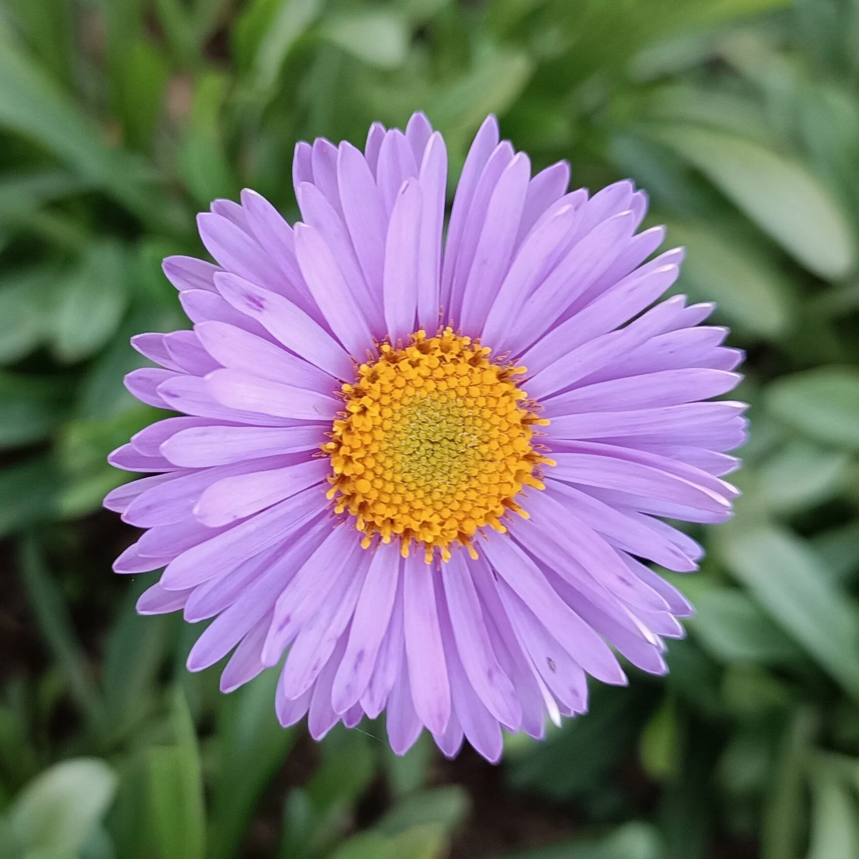 Астра альпийская "Леди ин блю" - 2 изображение