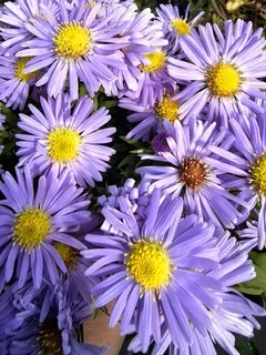 Астра альпийская "Леди ин блю"