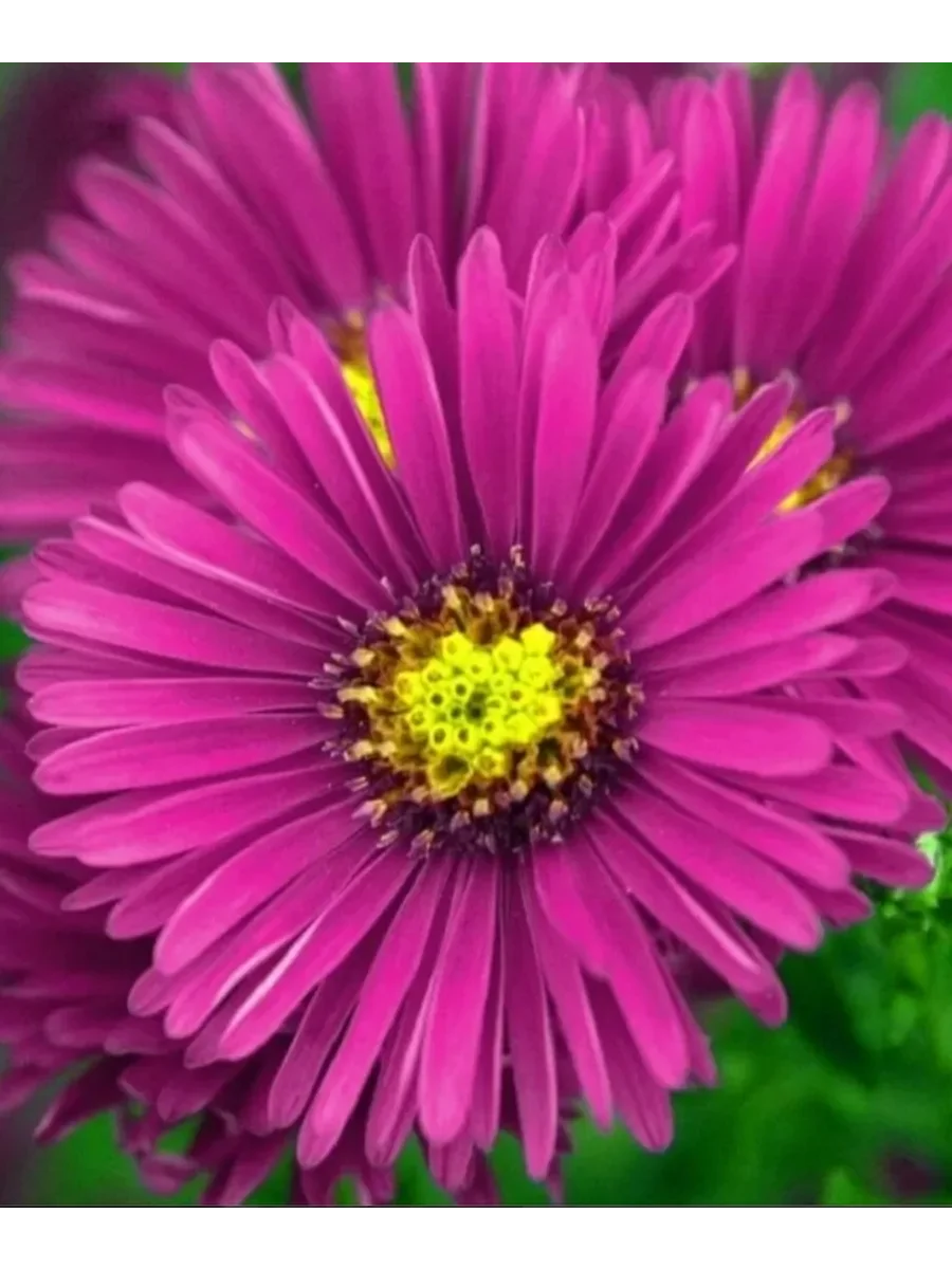 Астра кустарниковая "Дженни"