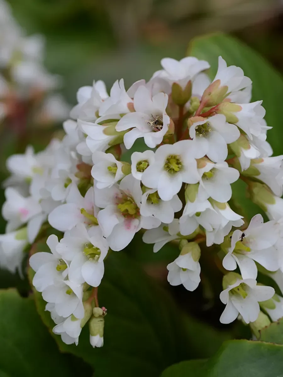 Бадан сердцелистный белый