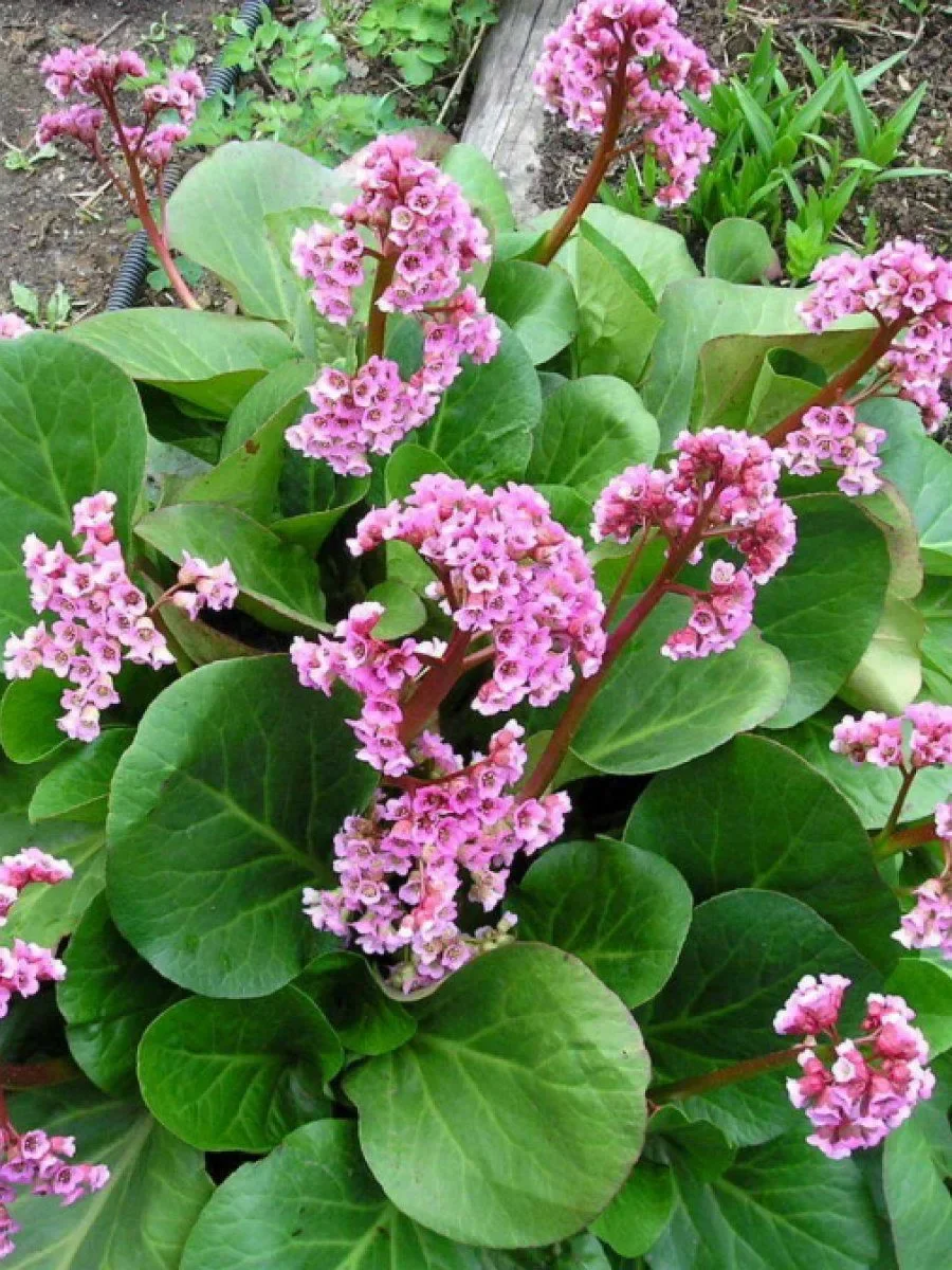 Бадан сердцелистный - 3 изображение